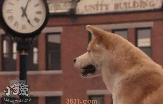 秋田犬的性格特点 秋田犬好养吗?(图1)