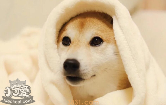 柴犬的性格有哪些特点? 看完你就知道了(图2)