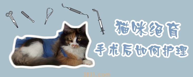 猫咪绝育手术后如何护理(图1)