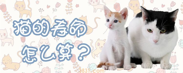 猫的寿命怎么算(图1)