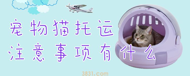 宠物猫托运注意事项有什么(图1)