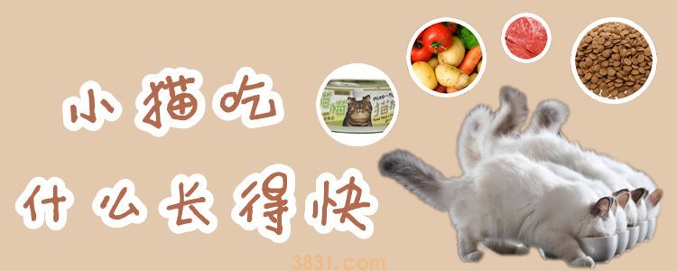 小猫吃什么长得快(图1)