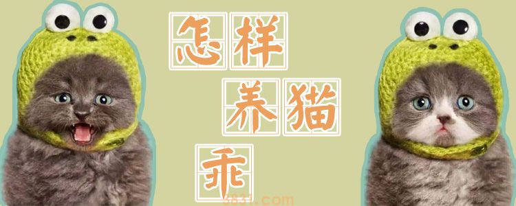 怎样养猫乖(图1)