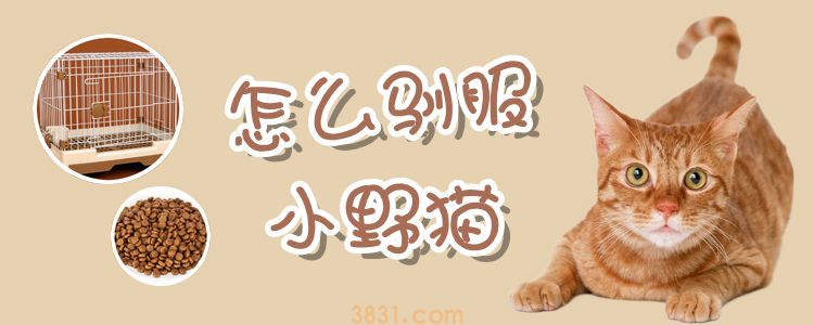 怎么驯服小野猫(图1)