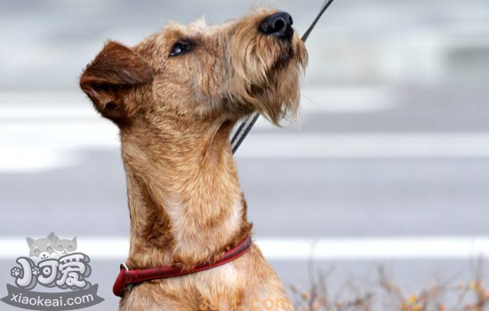 梗和犬的区别 你还不知道吗(图2)