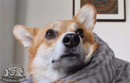 饲养柯基犬要注意什么 这三大注意事项你知道吗(图1)