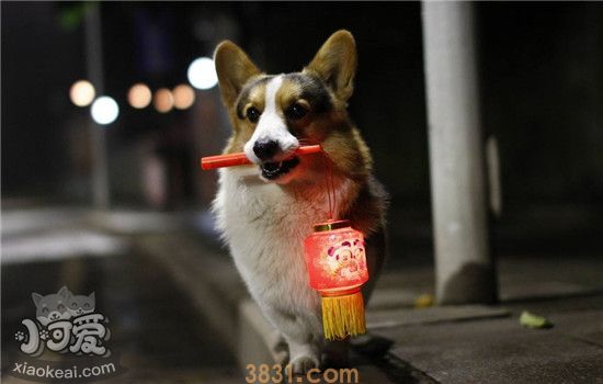 饲养柯基犬要注意什么 这三大注意事项你知道吗(图2)