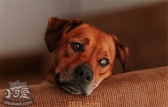 狗狗要死了的五种表现 最好做好狗狗离开的心理准备(图1)