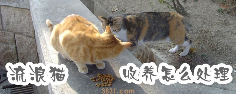 流浪猫收养怎么处理(图1)
