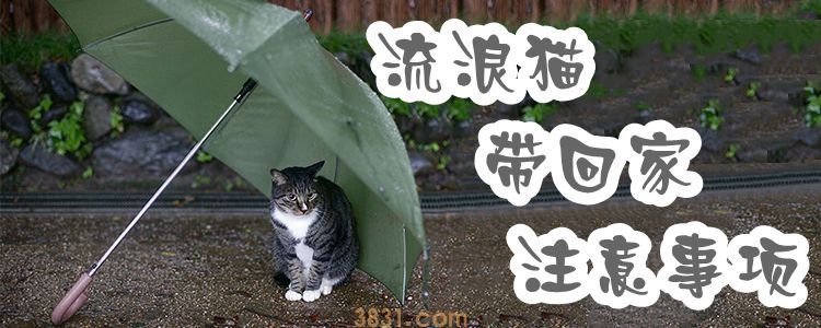 流浪猫带回家注意事项(图1)