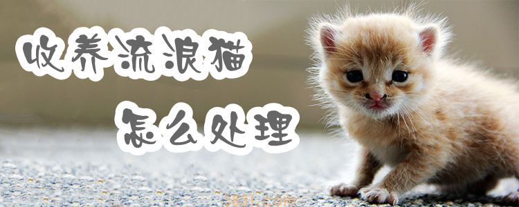 收养流浪猫怎么处理(图1)