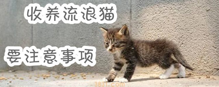 收养流浪猫要注意事项(图1)