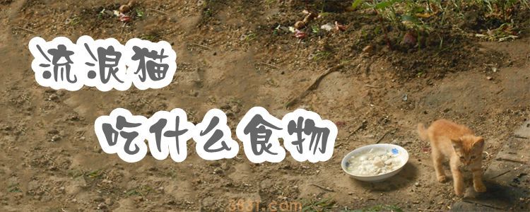 流浪猫吃什么食物(图1)