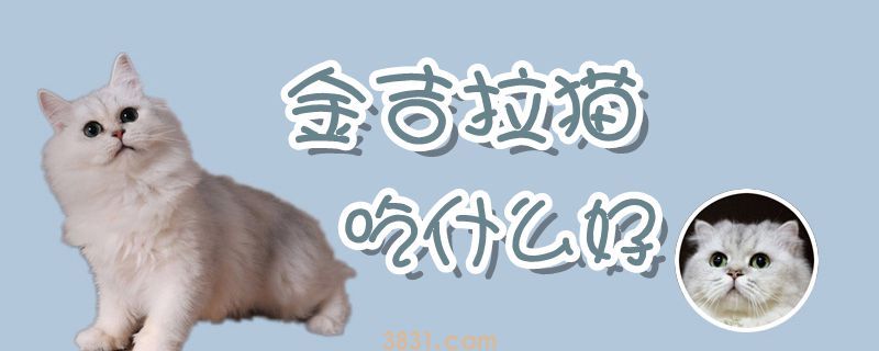 金吉拉猫吃什么好(图1)
