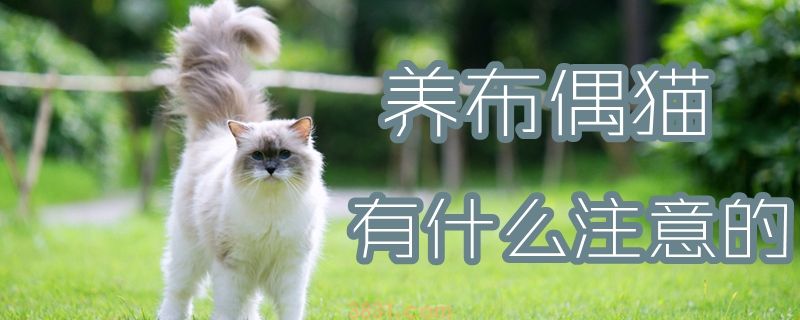 养布偶猫有什么注意的(图1)