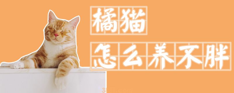 橘猫怎么养不胖(图1)