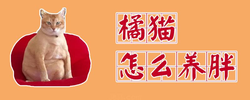 橘猫怎么养胖(图1)