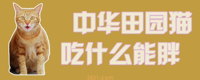 中华田园猫吃什么能胖(图1)