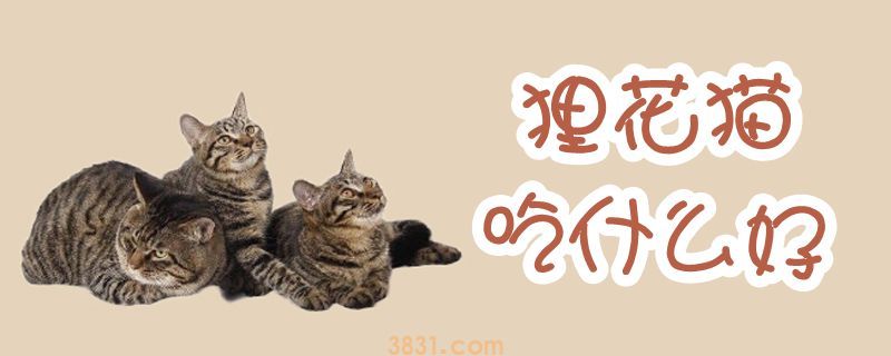 狸花猫吃什么好(图1)