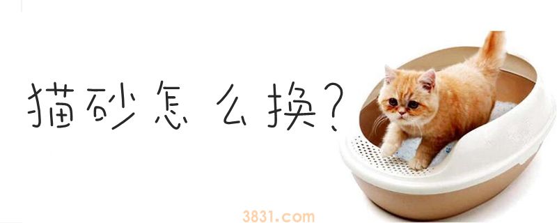 猫砂怎么换(图1)