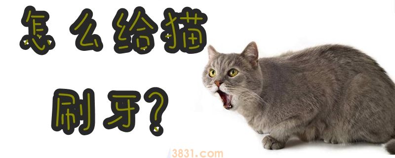 怎么给猫刷牙(图1)