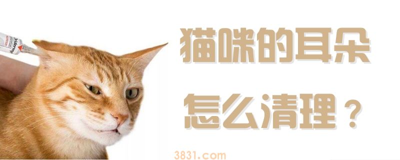 猫咪的耳朵怎么清理(图1)