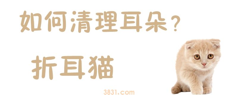 折耳猫如何清理耳朵(图1)