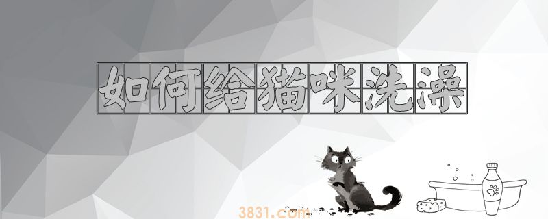 如何给猫咪洗澡(图1)