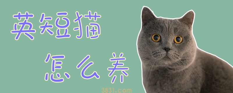 英短猫怎么养(图1)