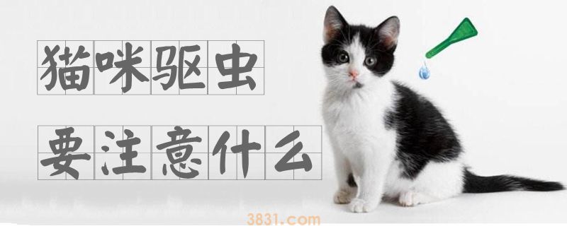猫咪驱虫要注意什么(图1)