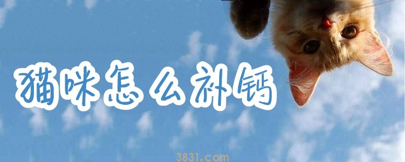 猫咪怎么补钙(图1)