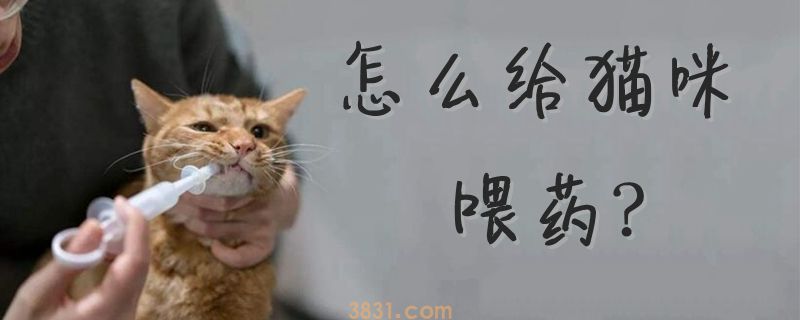 怎么给猫咪喂药(图1)