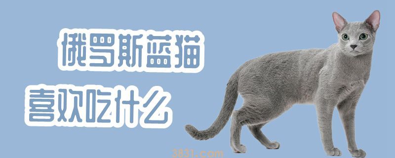 俄罗斯蓝猫喜欢吃什么(图1)