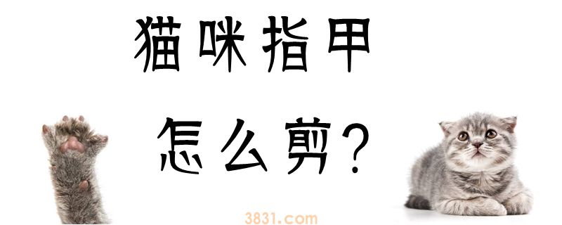 猫咪指甲怎么剪(图1)