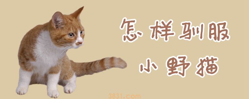 怎样驯服小野猫(图1)