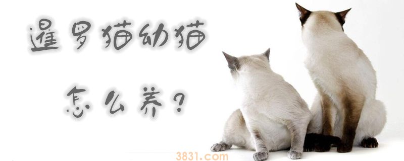 暹罗猫幼猫怎么养(图1)