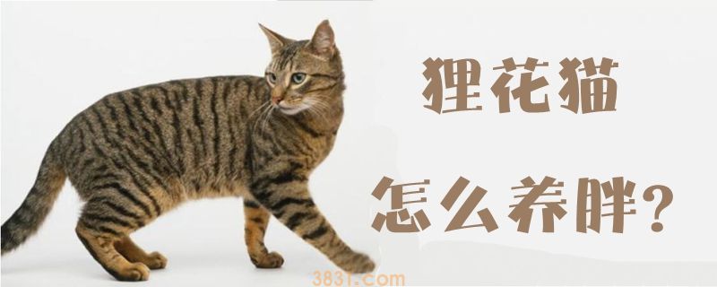 狸花猫怎么养胖(图1)