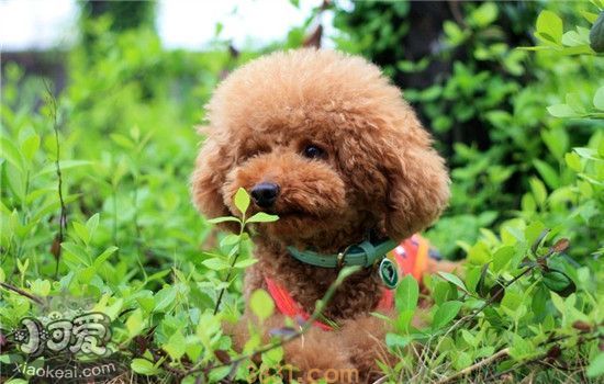 泰迪纯不纯怎么看 只需三点就能分辨泰迪的品质(图1)