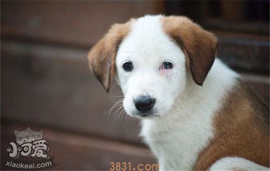 土狗为什么不受欢迎 田园犬不招人待见的原因是啥(图1)