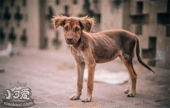 土狗为什么不受欢迎 田园犬不招人待见的原因是啥(图2)
