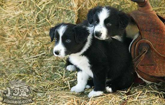 大狗吃自己小狗的原因 母犬吃掉幼犬真相(图1)