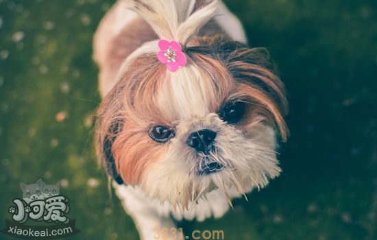 大狗吃自己小狗的原因 母犬吃掉幼犬真相(图2)