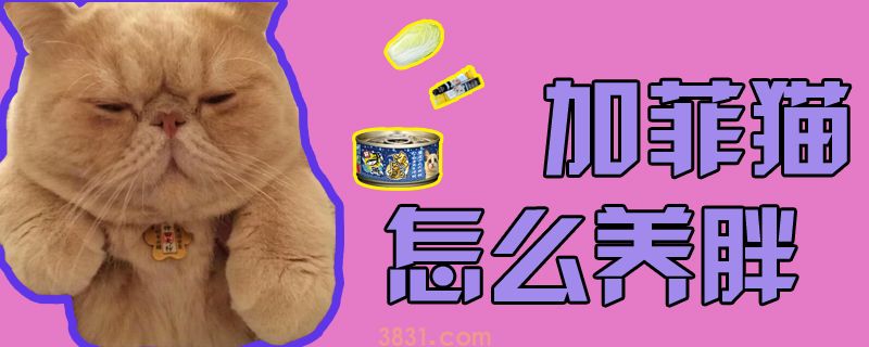 加菲猫怎么养胖(图1)