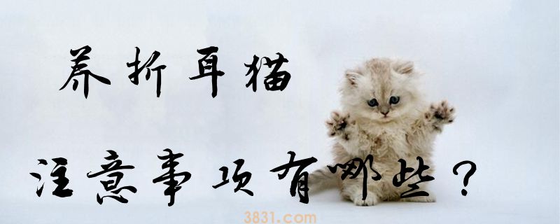 养折耳猫注意事项有哪些(图1)