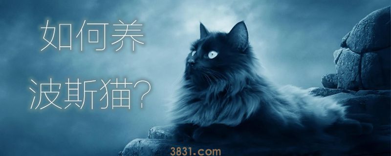 如何养波斯猫(图1)