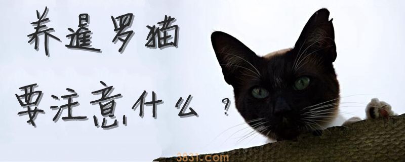 养暹罗猫要注意什么(图1)