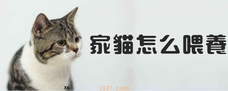 家猫怎么喂养(图1)