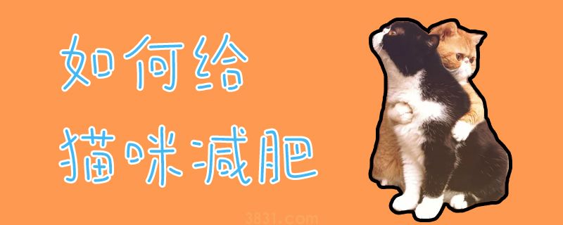 如何给猫咪减肥(图1)