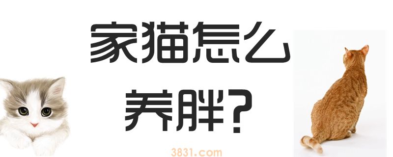 家猫怎么养胖(图1)