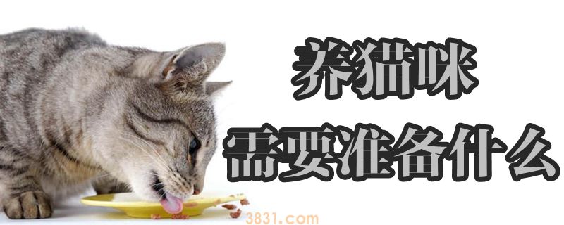 养猫咪需要准备什么(图1)